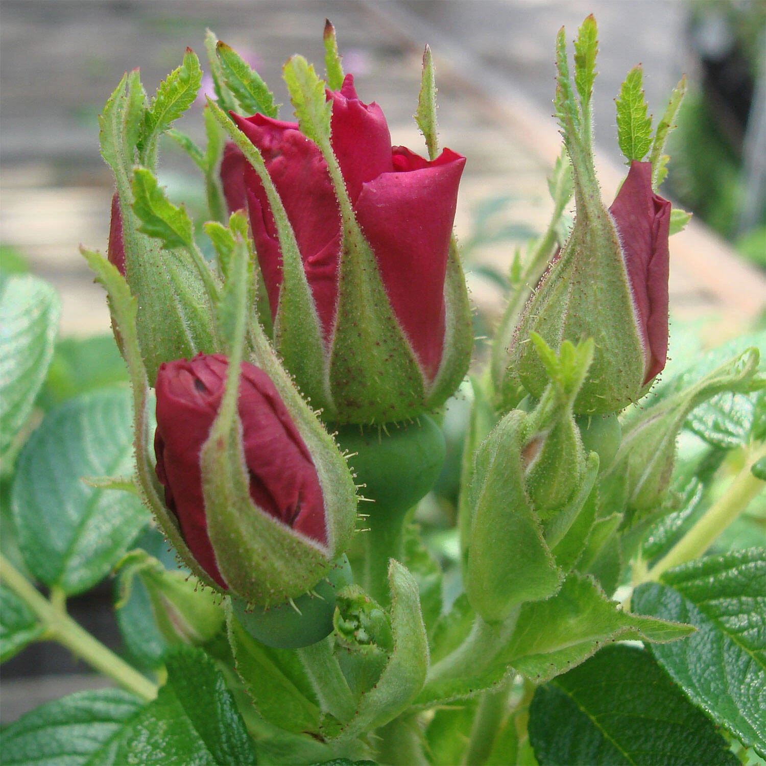 Rosa Rugosa 'Rotes Meer'
