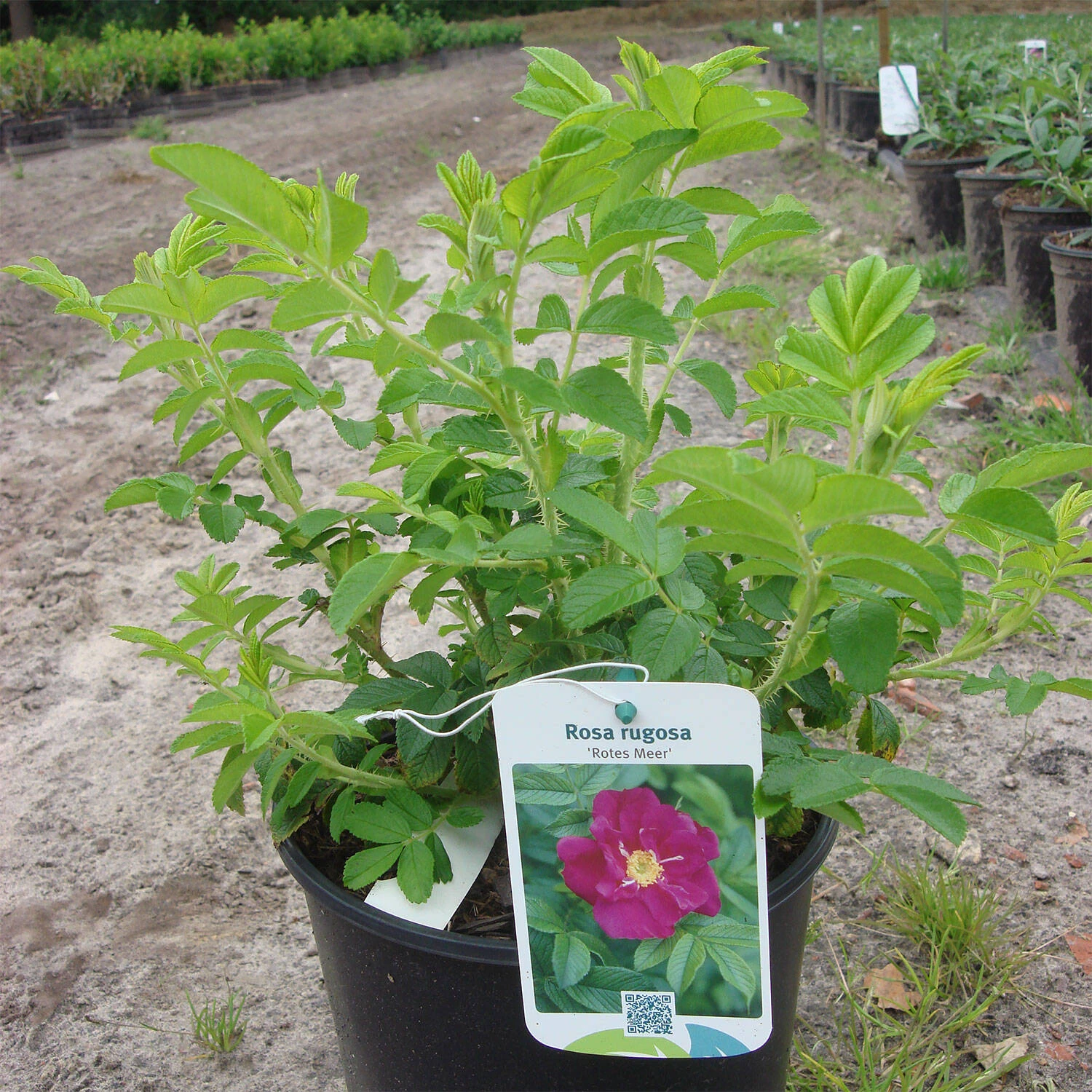 Rosa Rugosa 'Rotes Meer' - Image 2