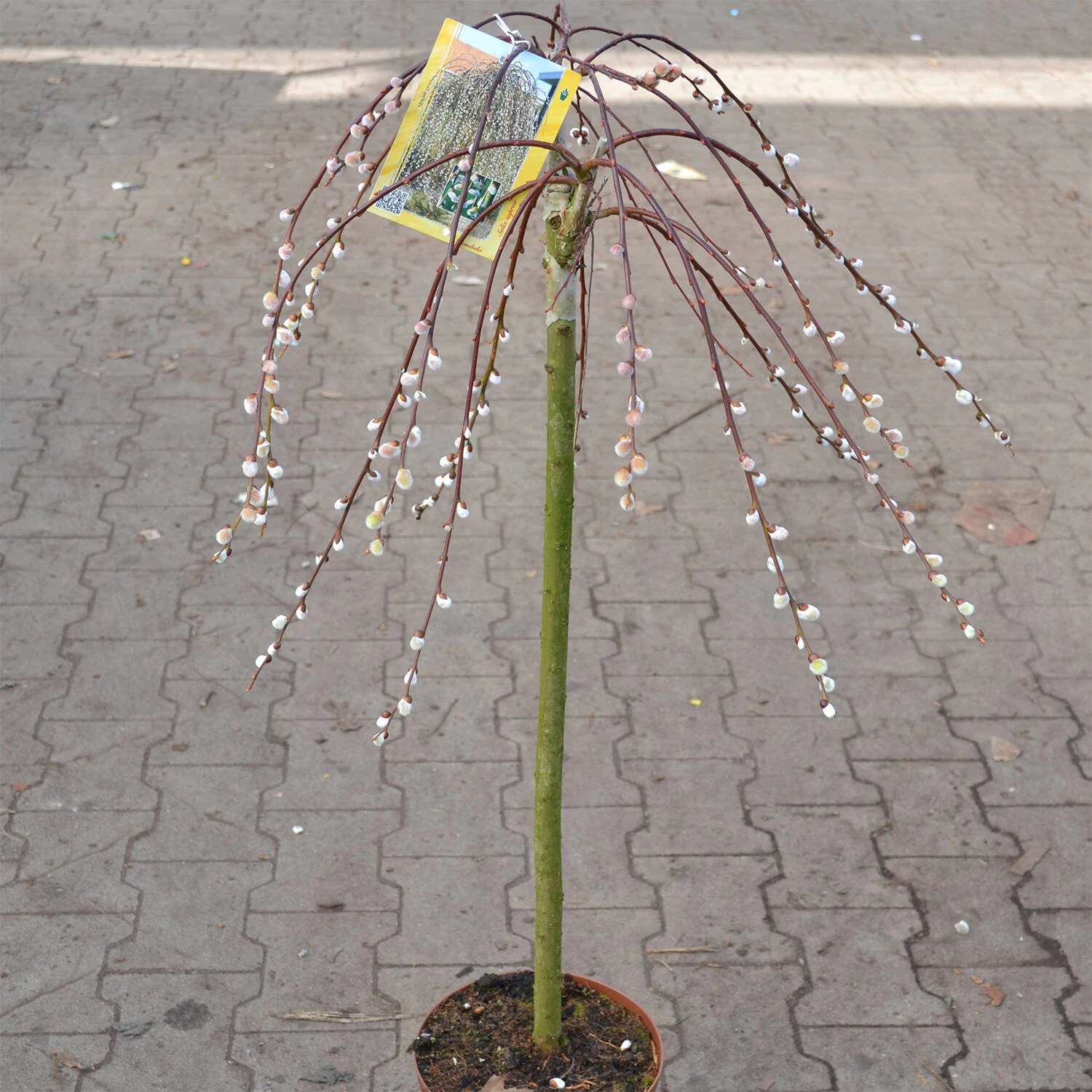 Salix Caprea 'Pendula'