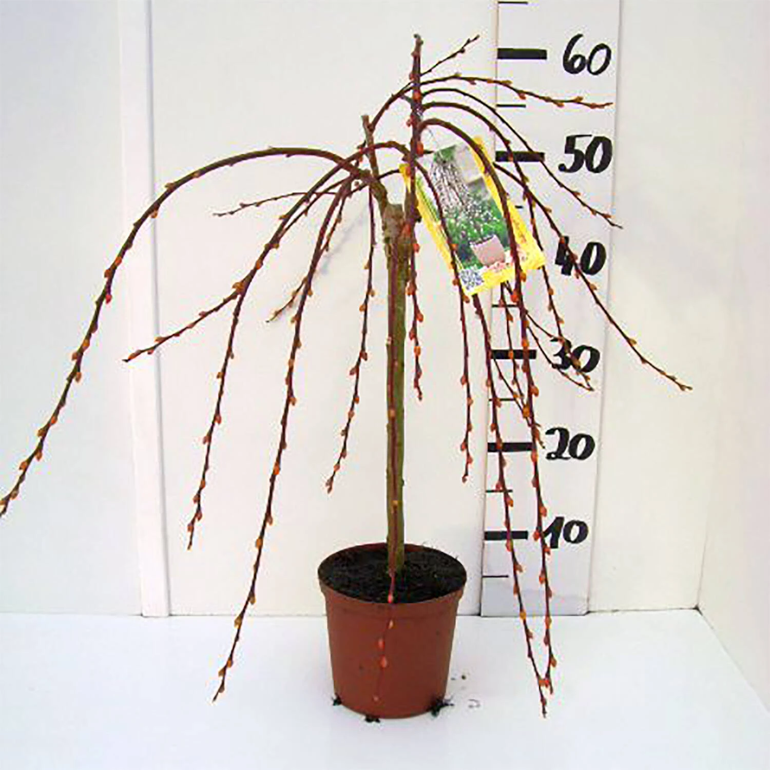 Salix Caprea 'Pendula' - Image 3