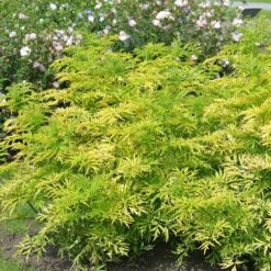 Sambucus Nigra 'Golden Tower' ®