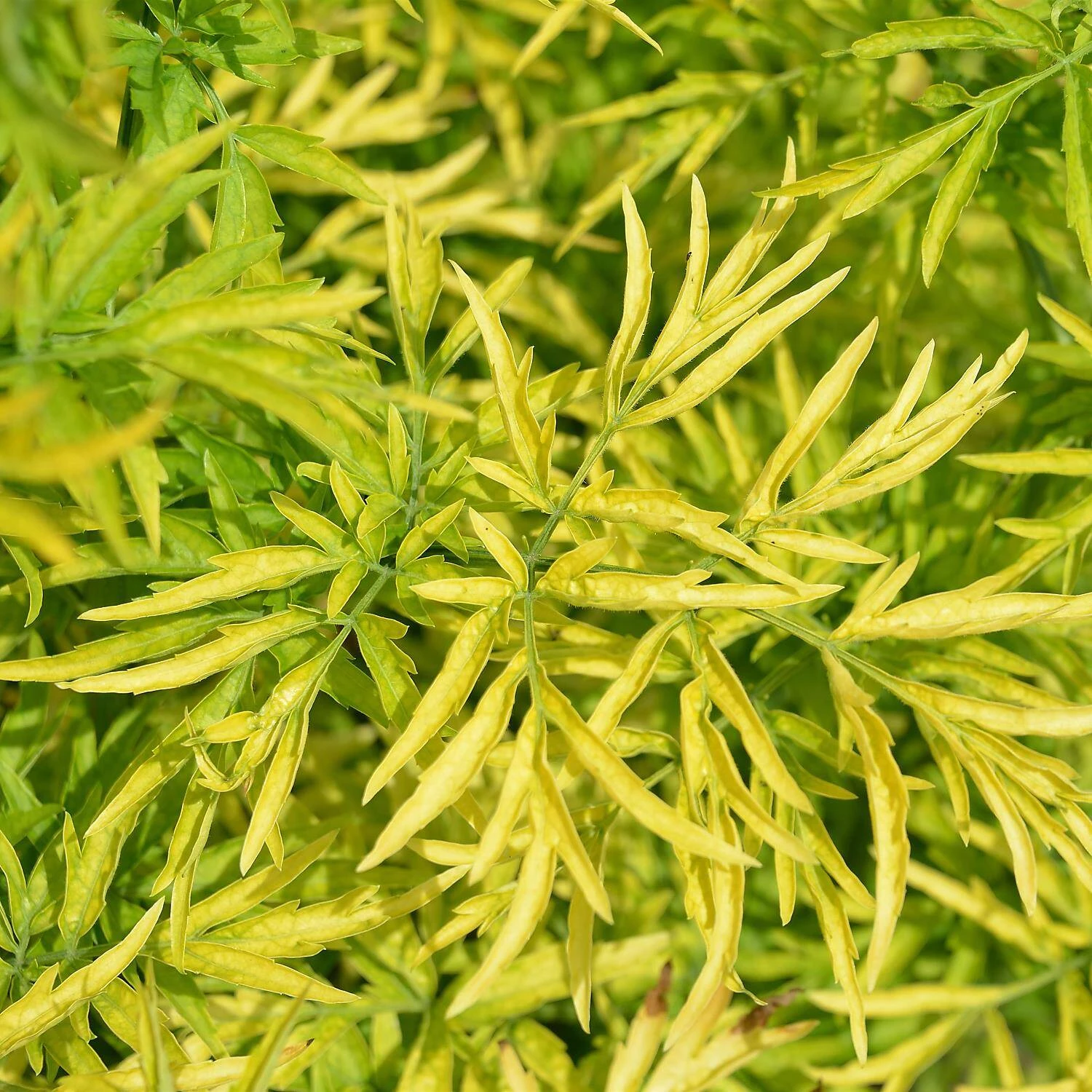 Sambucus Nigra 'Golden Tower' ® - Image 2