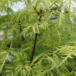 Sambucus Racemosa 'Golden Lace' ®