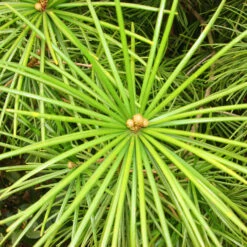 Sciadopitys Verticillata