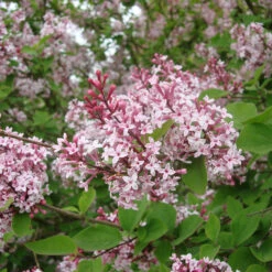 Syringa Microphylla 'Superba'