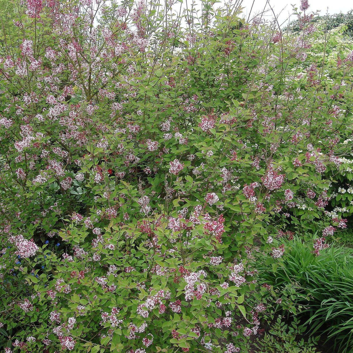 Syringa Microphylla 'Superba' - Image 2