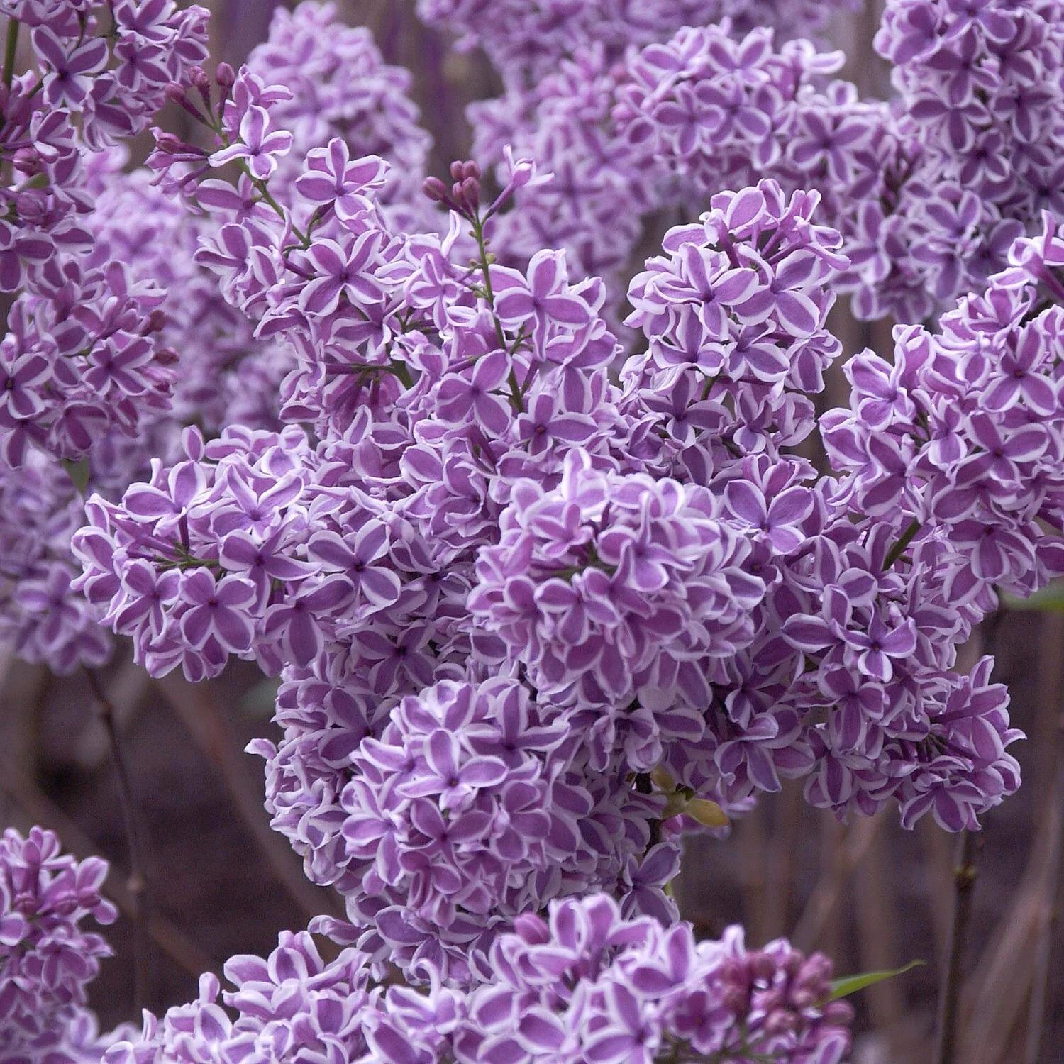 Syringa Vulgaris 'Sensation'
