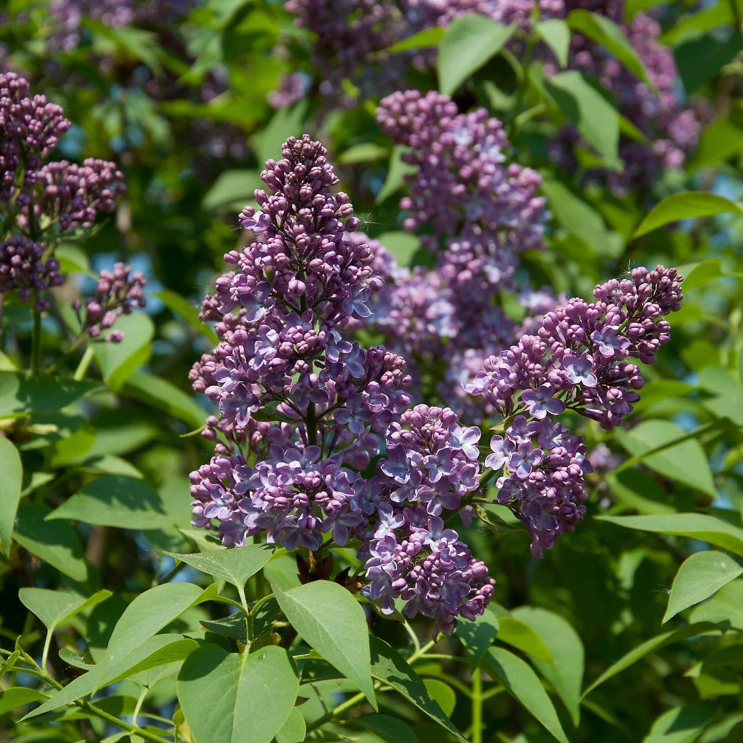 Syringa Vulgaris 'Sensation' - Image 2