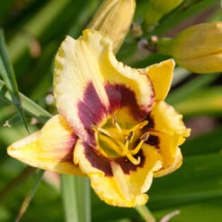 Hemerocallis 'Canary Chaos'