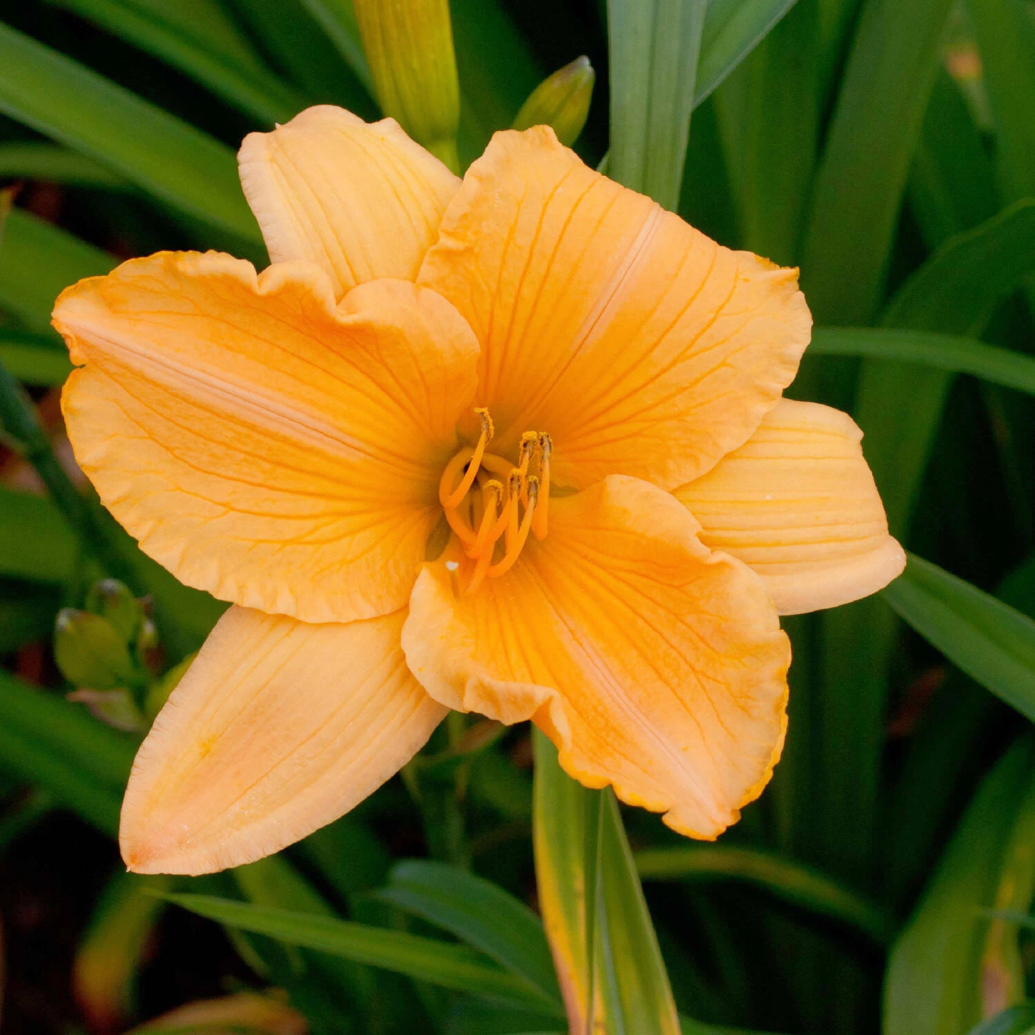 Hemerocallis 'Cantaloupe Cut'