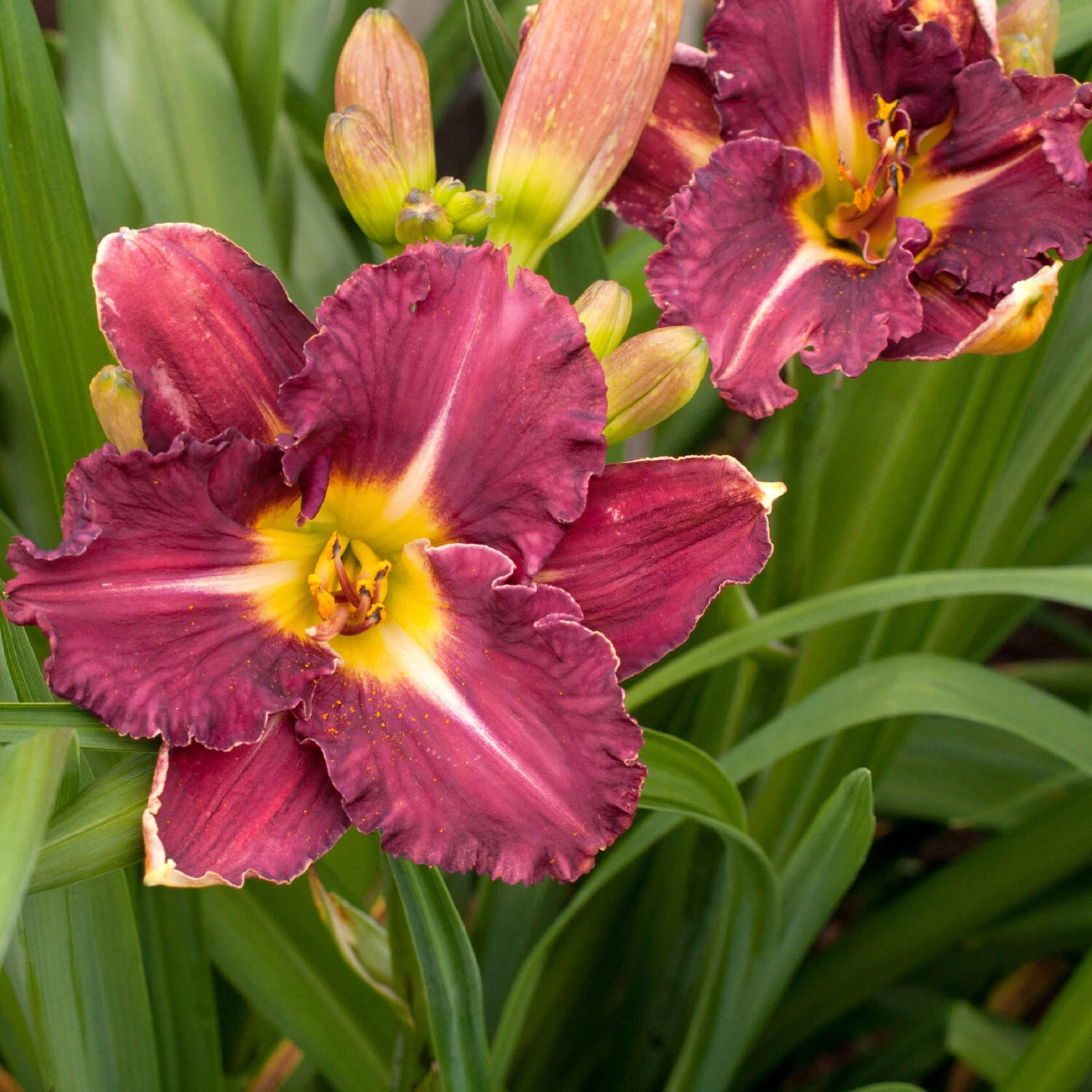 Hemerocallis 'Earth Music'