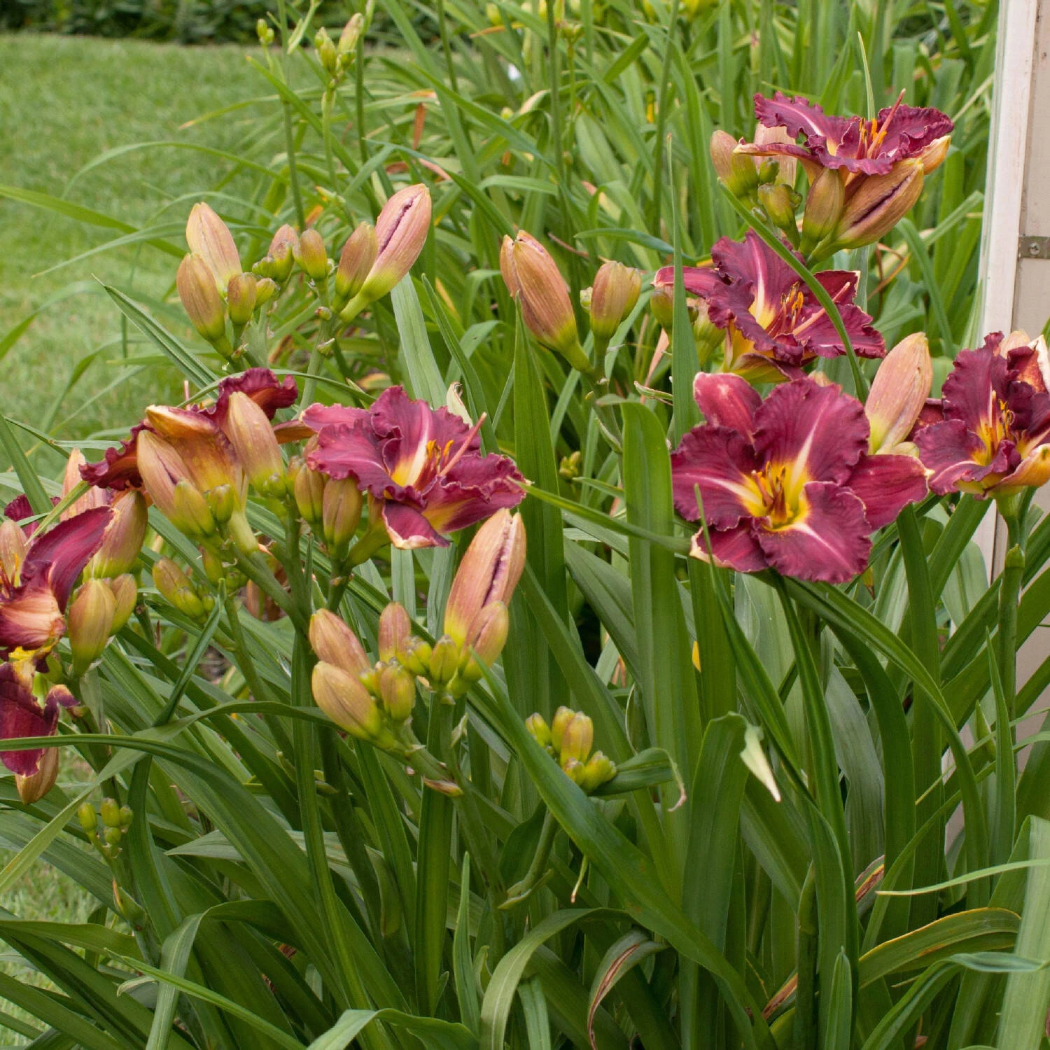 Hemerocallis 'Earth Music' - Image 2