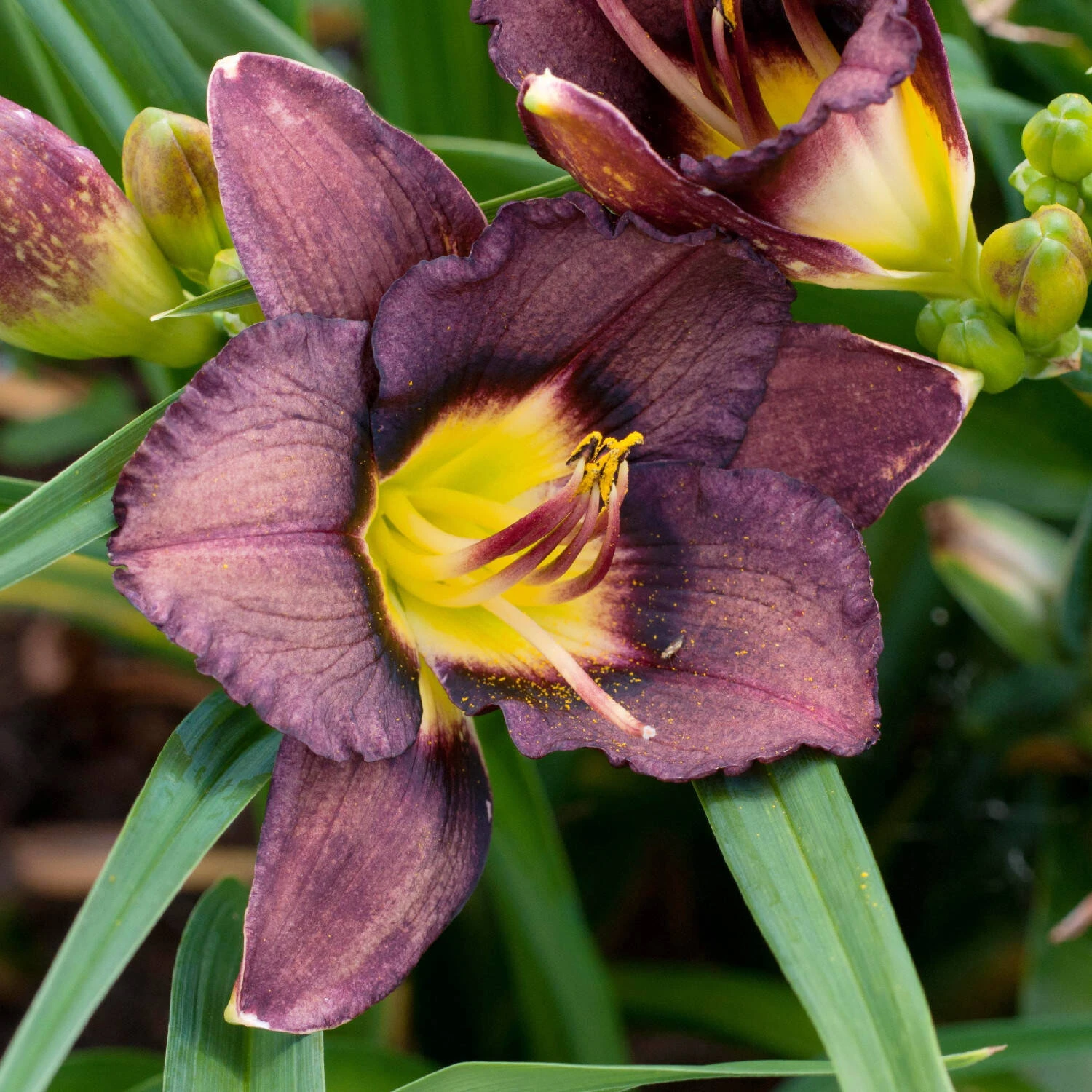 Hemerocallis 'Else Kaiser'