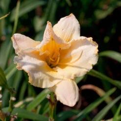 Hemerocallis 'English Cameo'