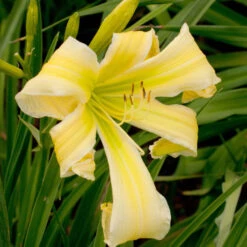 Hemerocallis 'Heavenly Flight Of Angels'