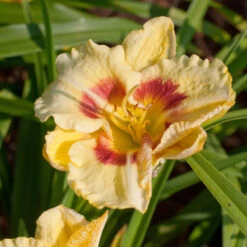 Hemerocallis 'Monterrey Jack'