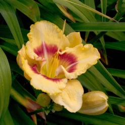Hemerocallis 'Panda Bear'
