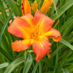 Hemerocallis 'Primal Scream'