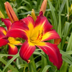 Hemerocallis 'Springfield Clan'
