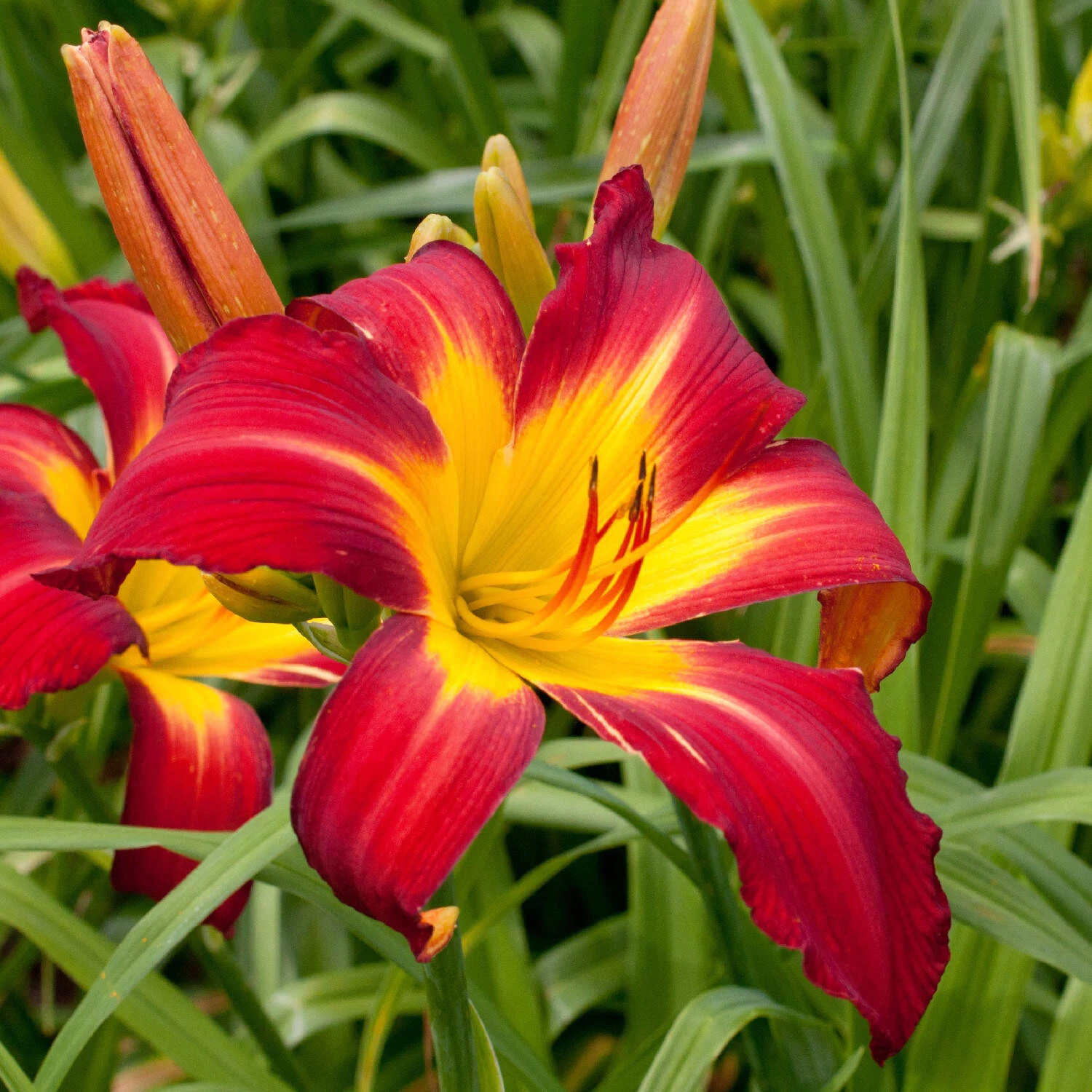 Hemerocallis 'Springfield Clan'