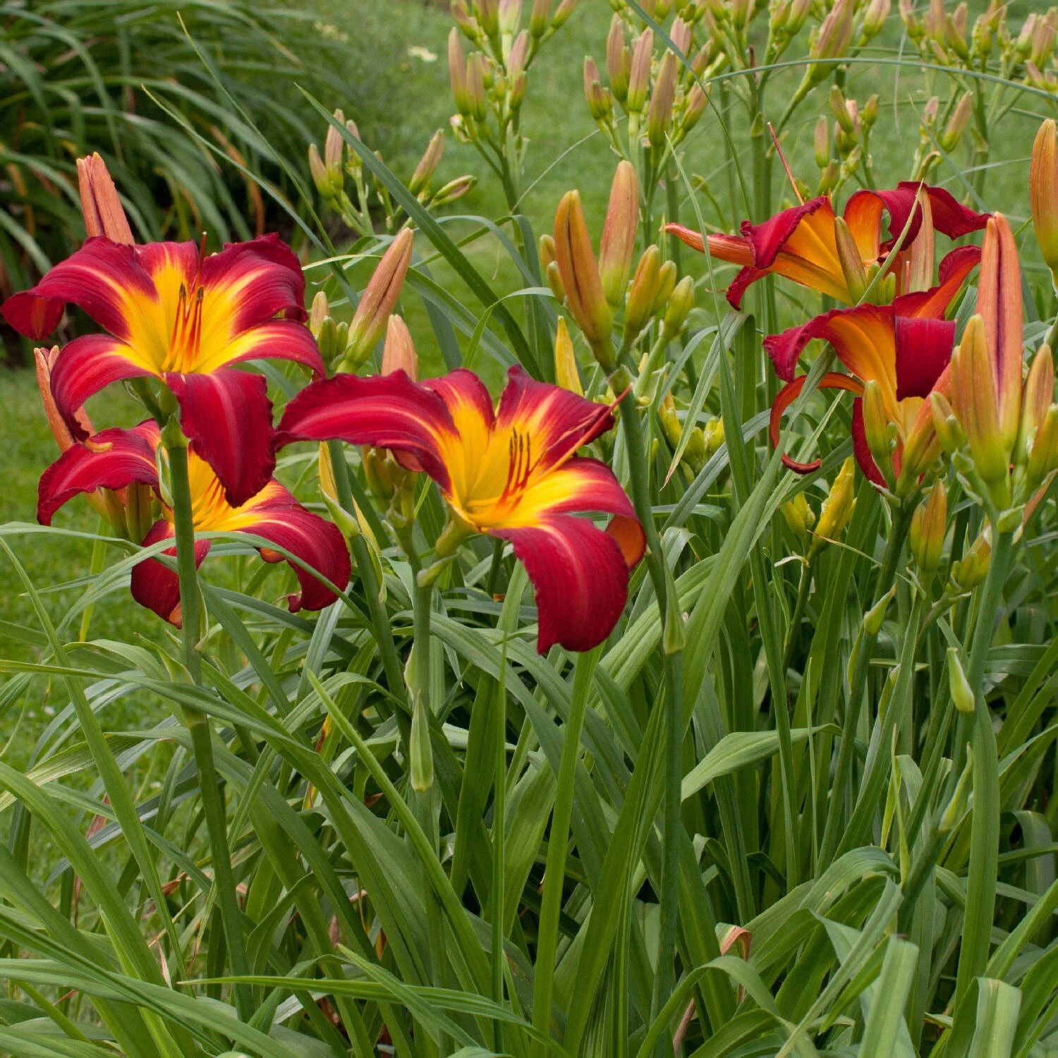 Hemerocallis 'Springfield Clan' - Image 2