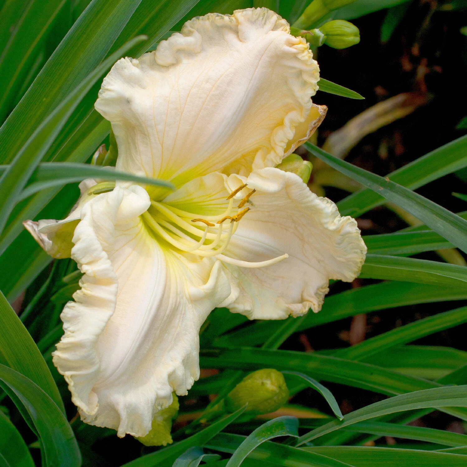 Hemerocallis 'Tuscavilla Snowdrift'