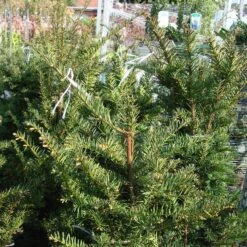 Taxus Baccata