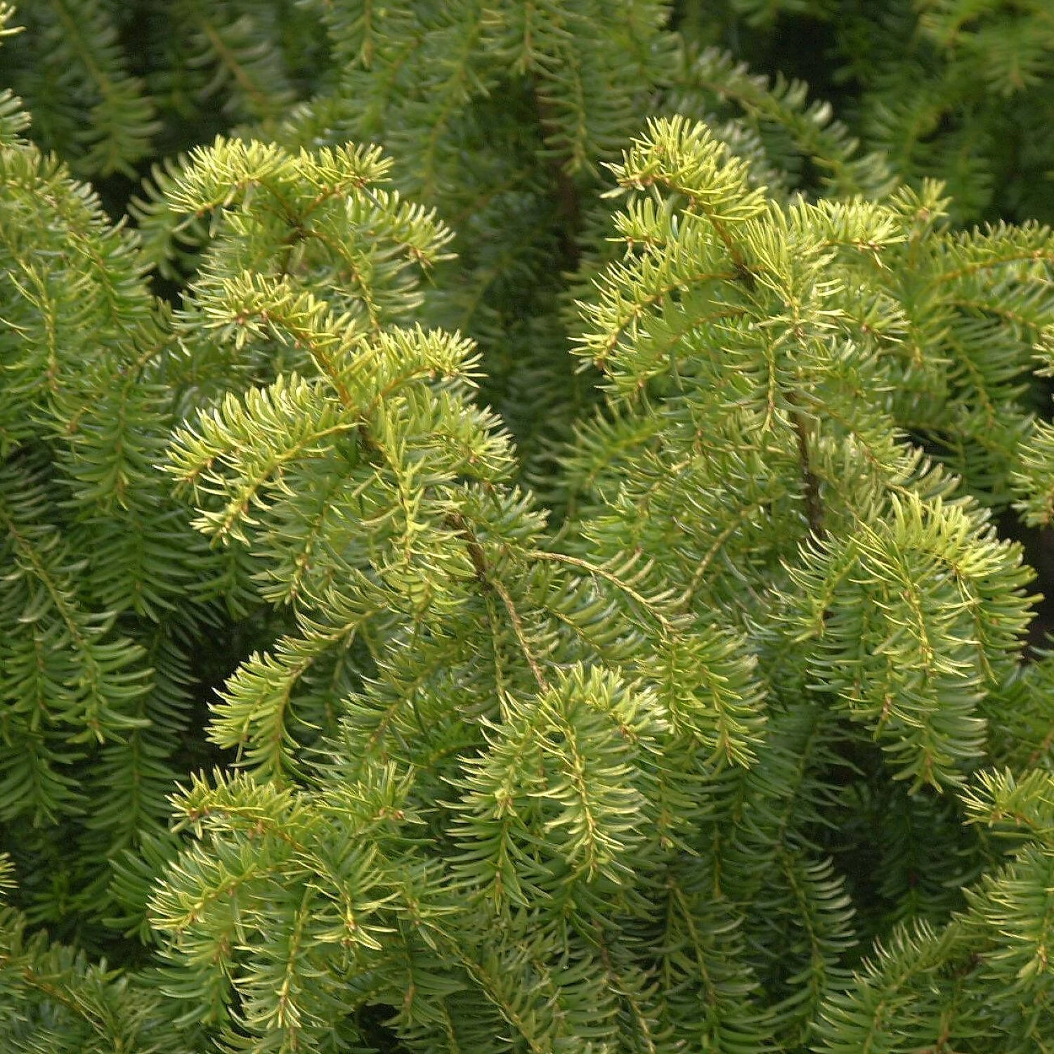 Taxus Baccata 'Dovastonii Aurea' - Image 2