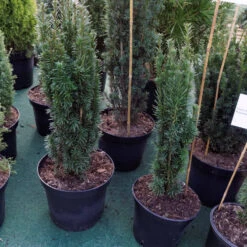 Taxus Baccata 'Fastigiata'