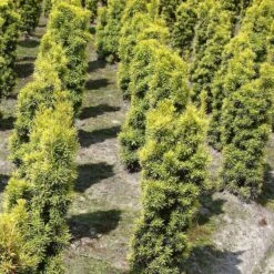 Taxus Baccata 'Fastigiata Aureomarginata'