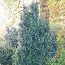 Taxus Baccata 'Fastigiata Sibirica'