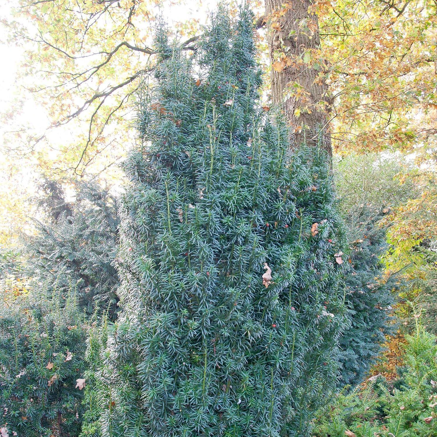 Taxus Baccata 'Fastigiata Sibirica'