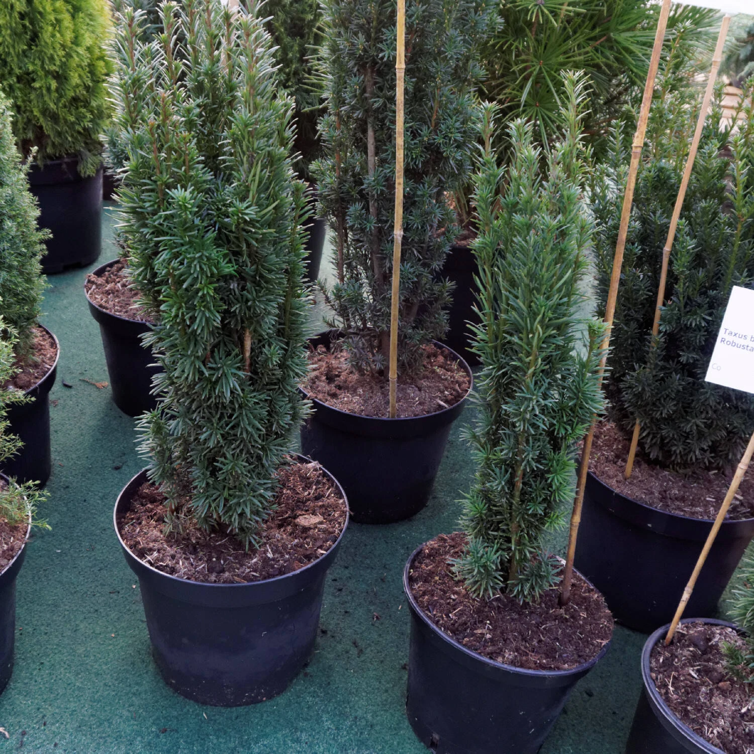 Taxus Baccata 'Fastigiata'
