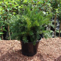 Taxus Baccata 'Repandens'