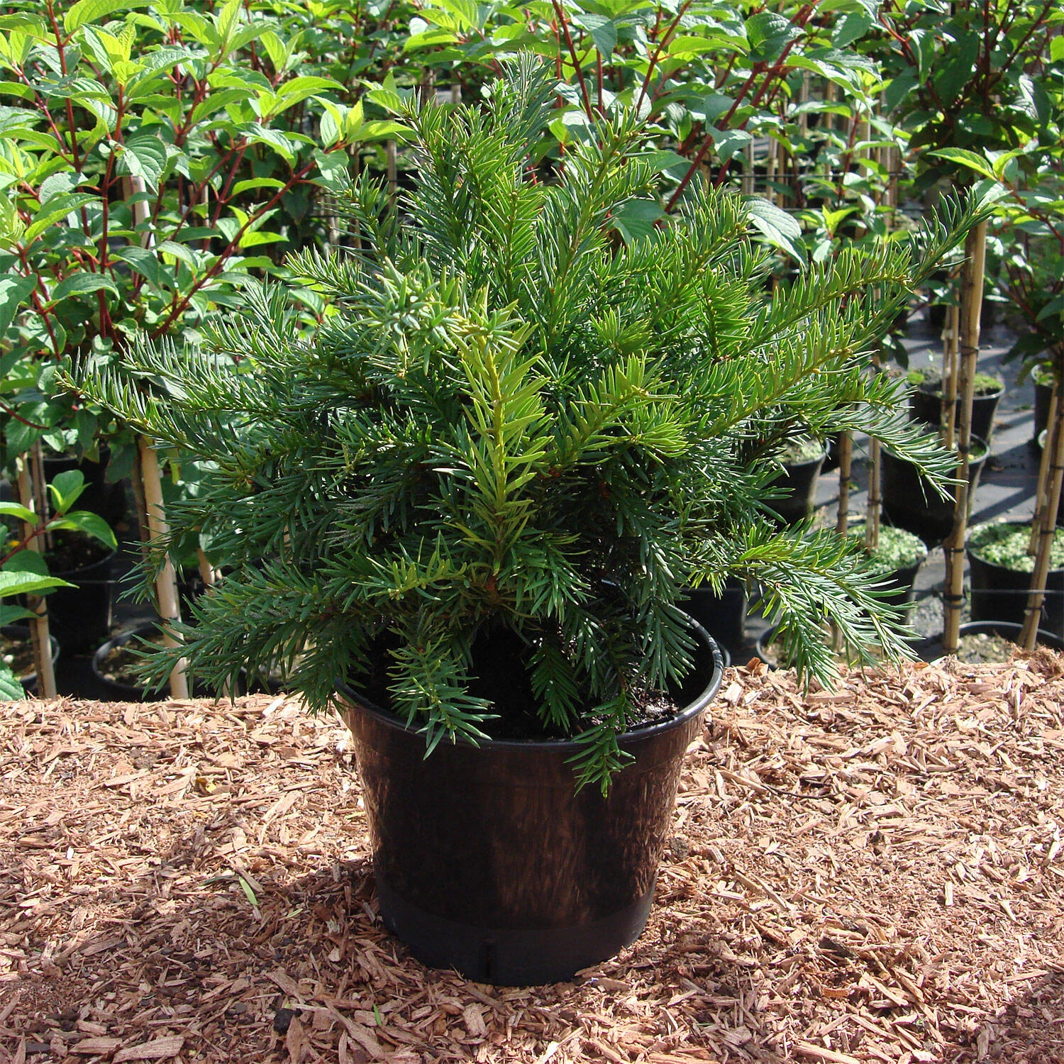 Taxus Baccata 'Repandens'