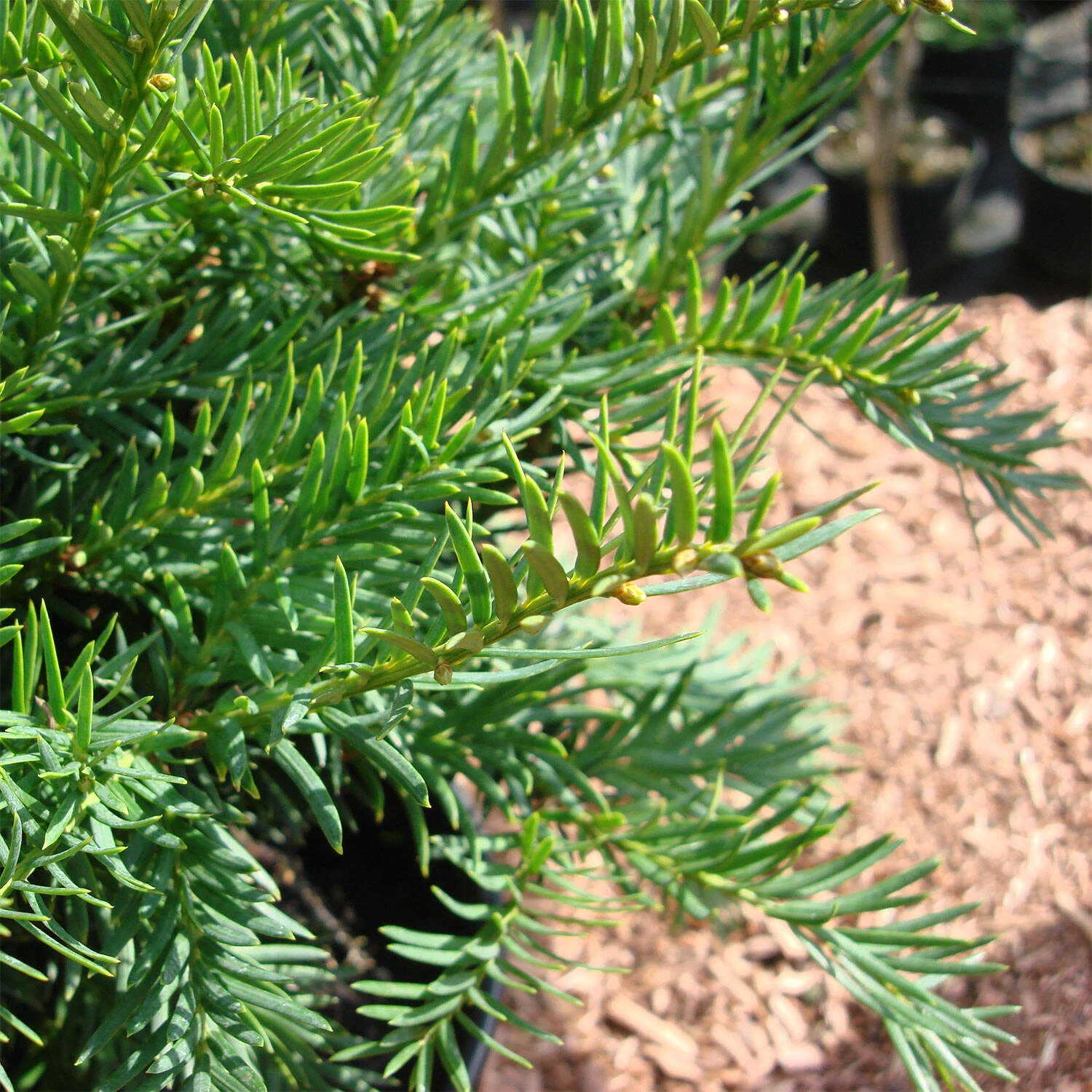 Taxus Baccata 'Repandens' - Image 2