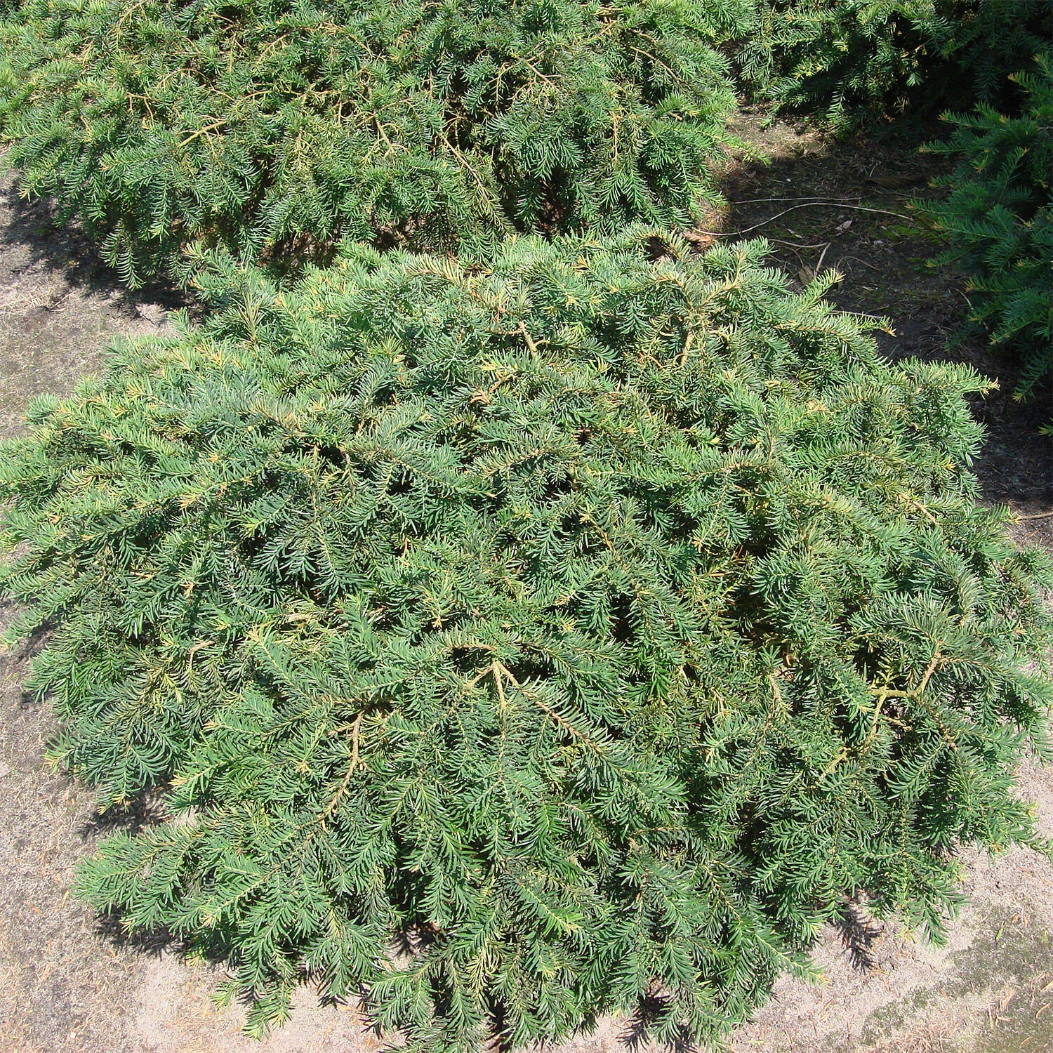 Taxus Baccata 'Repandens' - Image 3