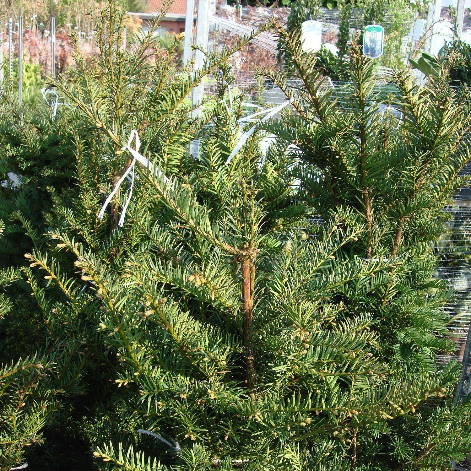 Taxus Baccata