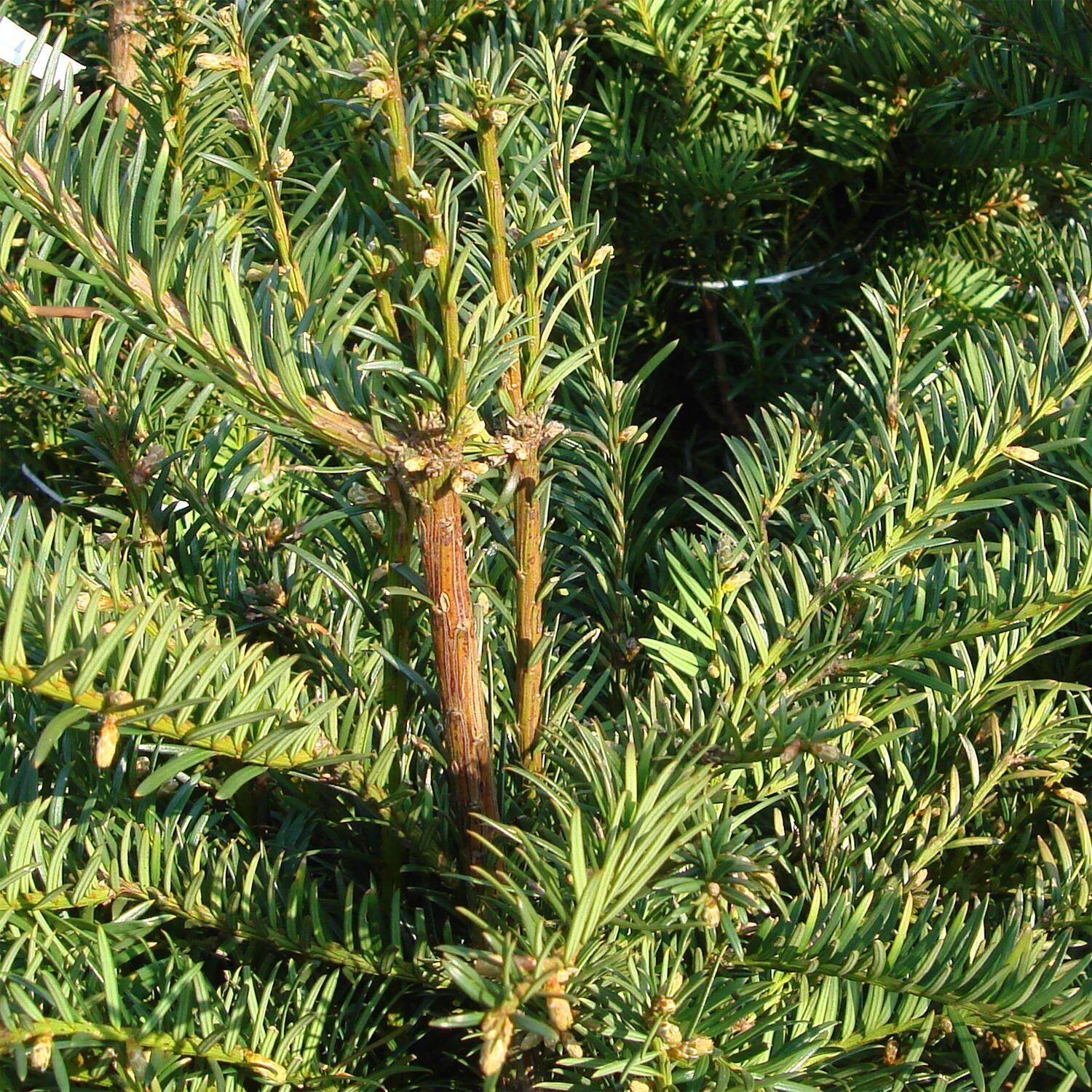 Taxus Baccata - Image 2