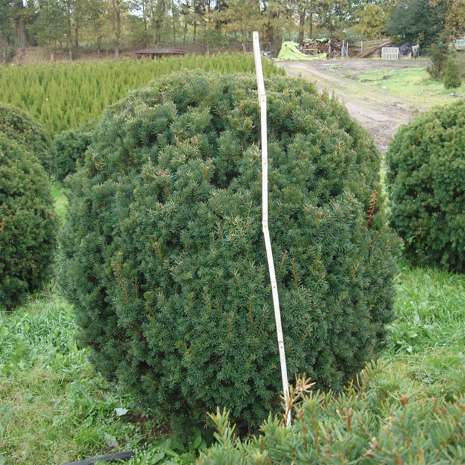 Taxus Baccata - Image 3