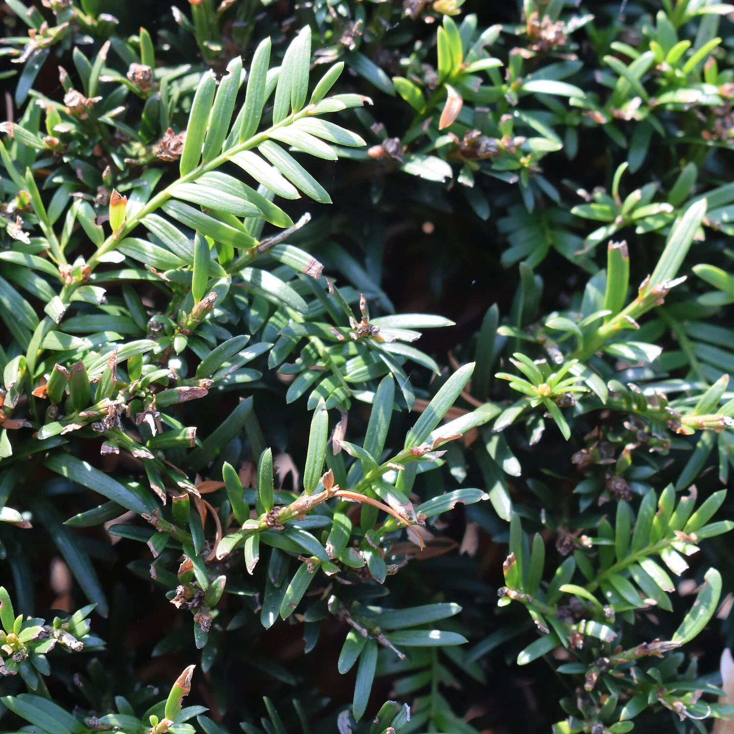 Taxus Baccata - Image 4