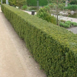 Taxus Media 'Hicksii'