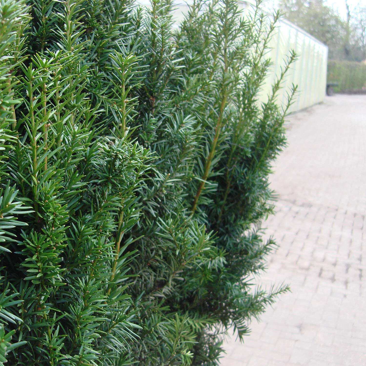 Taxus Media 'Hicksii' - Image 2