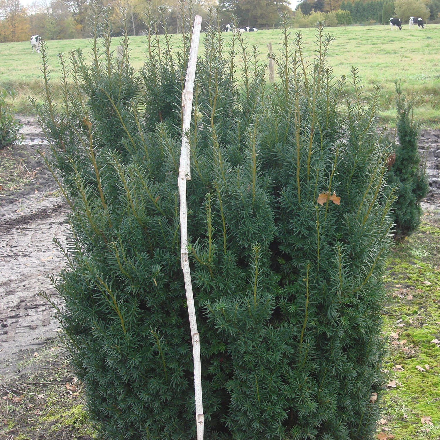 Taxus Media 'Hicksii' - Image 3