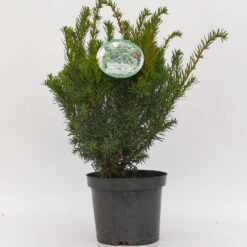 Taxus Media 'Selektion Kordes'