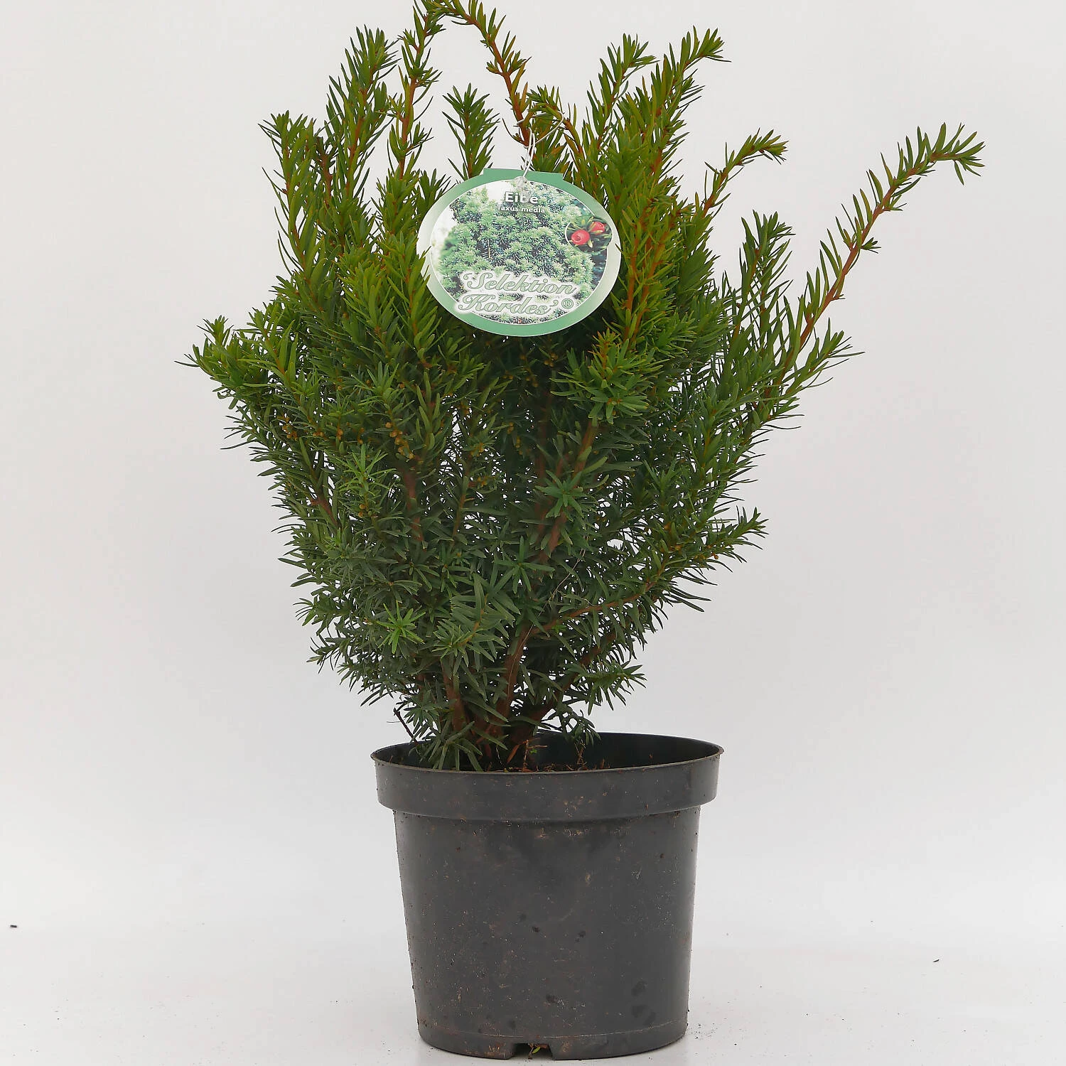 Taxus Media 'Selektion Kordes'