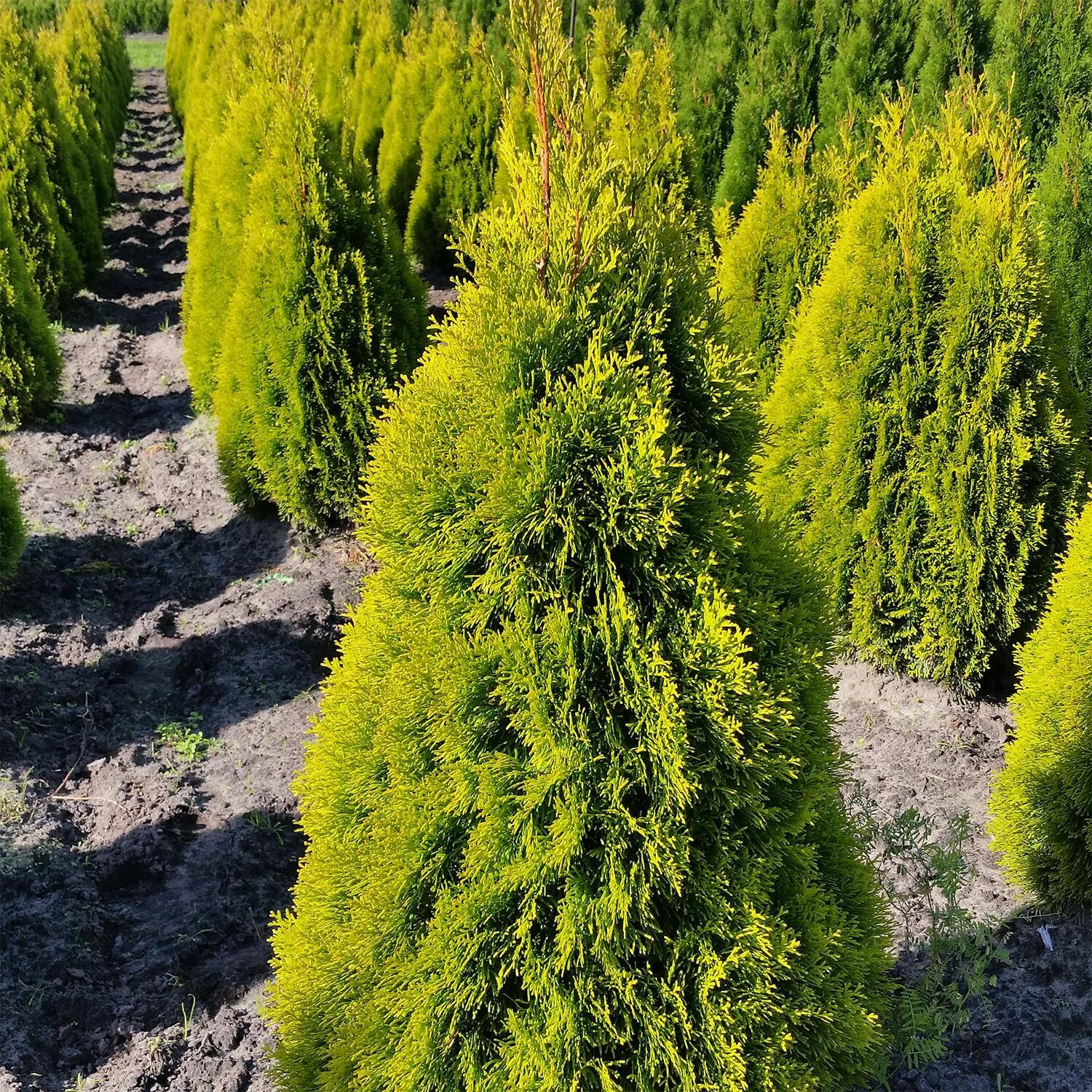 Thuja Occidentalis 'Golden Smaragd®' - Image 2