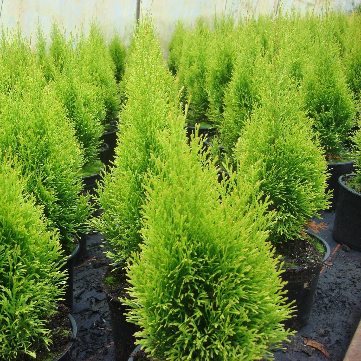 Thuja Occidentalis 'Golden Smaragd®' - Image 3