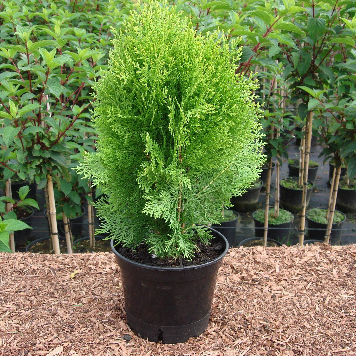 Thuja Orientalis 'Aurea Nana'