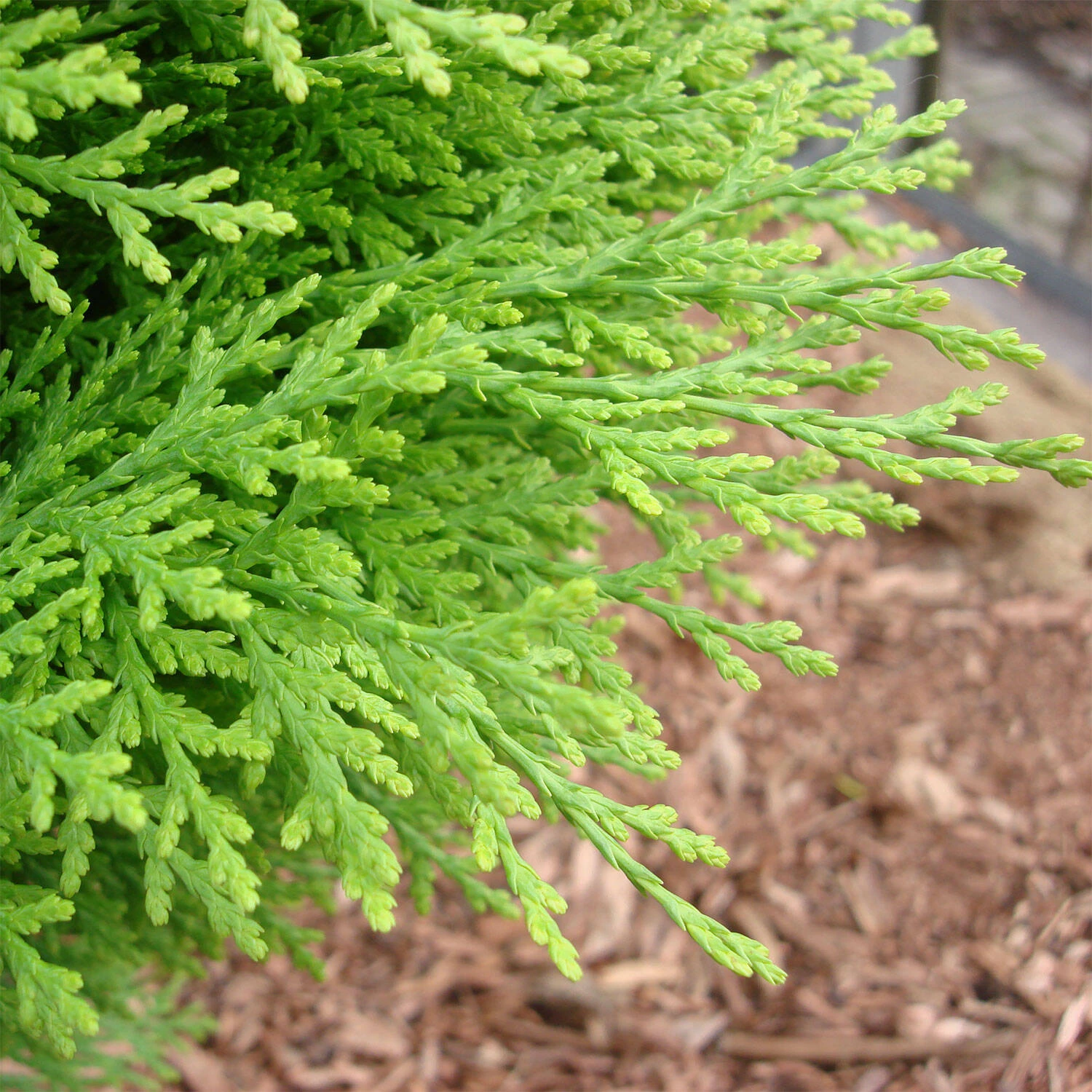 Thuja Orientalis 'Aurea Nana' - Image 2